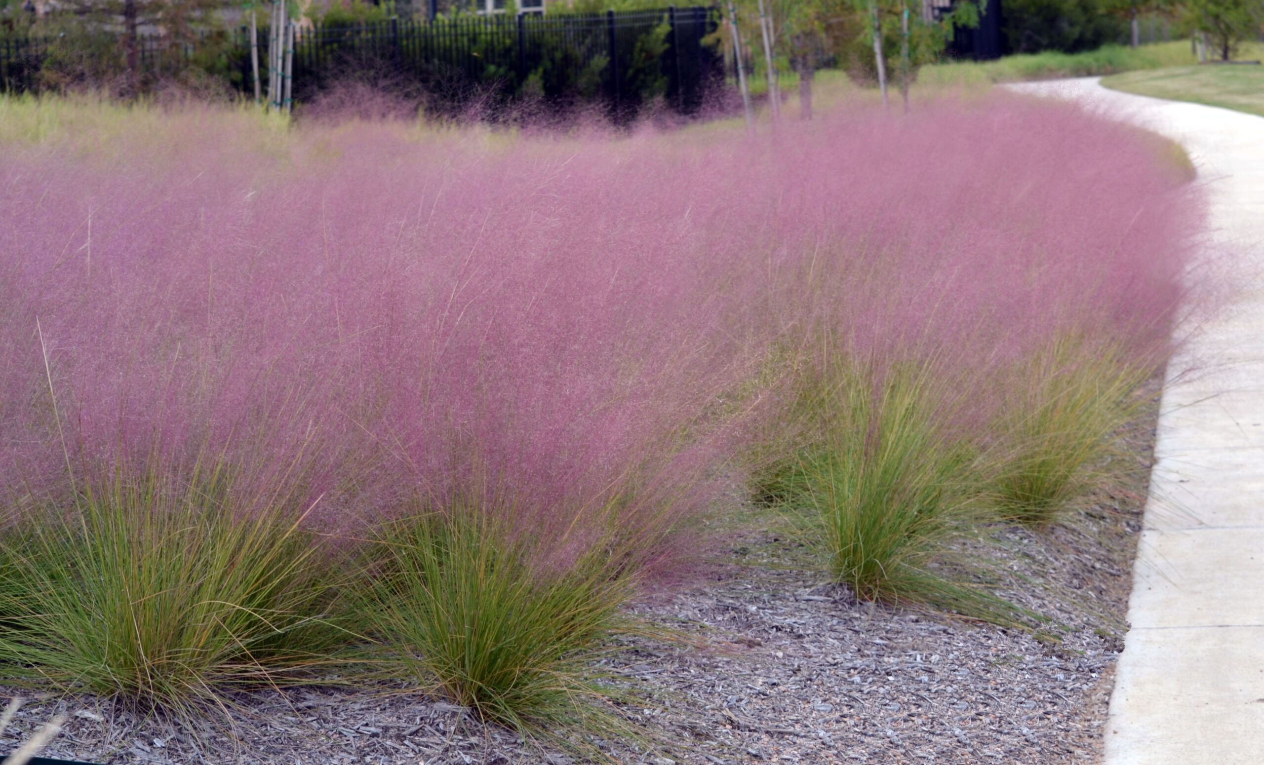 Commercial Office Landscape Maintenance, San Jose CA